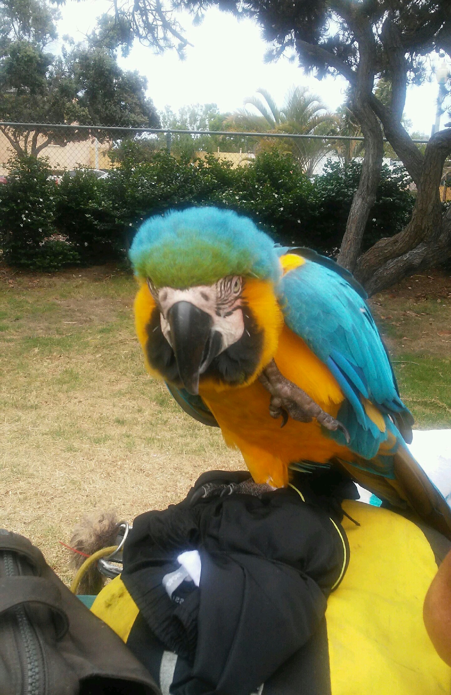 Pet Insurance For Birds And Other Exotics Fidomingle