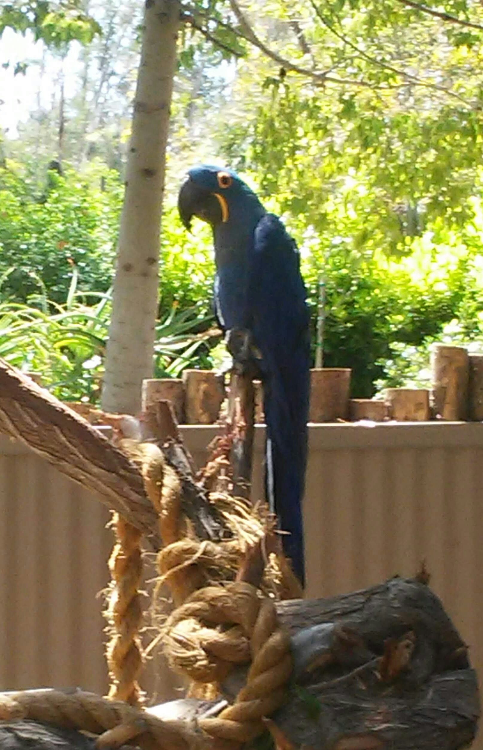 Pet Insurance for birds and other exotics.